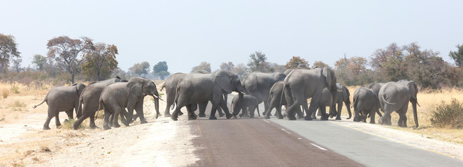 Elephant family crossing a road © michaklootwijk