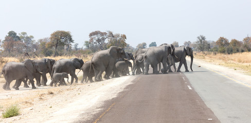Elephant family crossing a road © michaklootwijk