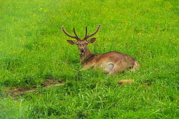 Naklejka na ściany i meble Adult red deer stag on green grass