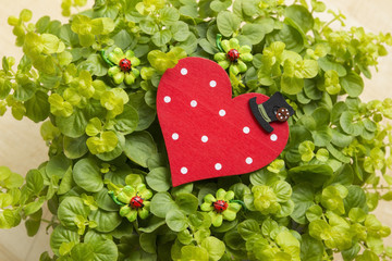 rotes Herz mit weissen Punkten Glücksklee, Glückskäfer und Zylinderhut vor Pflanzen