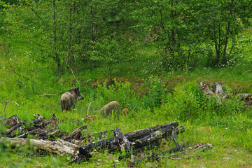 Wild boar and his family