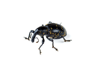 Large pine weevil isolated on white background