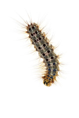 Fall webworm moth larva crawl over white background