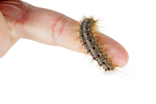 Fall webworm moth larva crawl over human index finger. White background