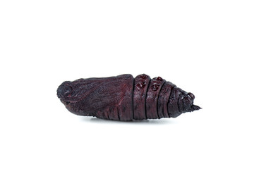 Poplar-hawk moth pupa over white background