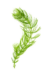 Hornwort ( Ceratophyllum demersum ) on white background. © Roman Ivaschenko