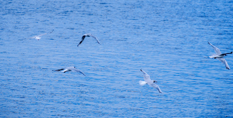 Gulls on the Sea of Marmara in Istanbul
