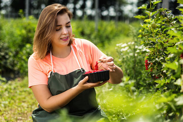 Red currant growers engineer working in  garden with harvest, woman  with box of berries