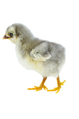 Tiny gray chicken