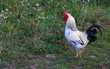 beautiful cock walking on green grass