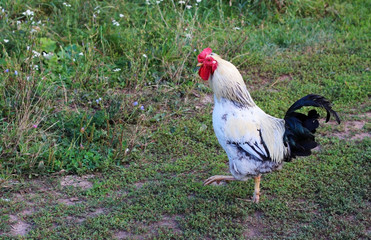 beautiful cock walking on green grass