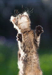 cute little cat in the garden