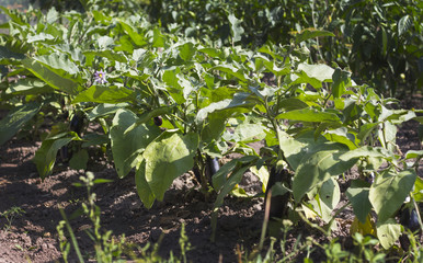 growing eggplant on a bed in the garden