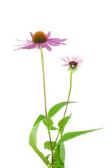 Echinacea flowers isolated on white backgrounds