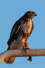 Red-tailed hawk, seen in the wild in North California (Silicon Valley) 