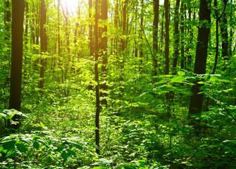Fototapeta premium beautiful forest landscape in the morning