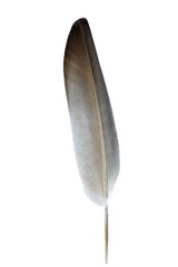 Feather isolated on a white background