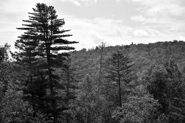 Large cedar rises above the taiga forest. Black-and-white photograph of the mountains of the Sikhote-Alin. Russian far East.