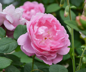 Mary Rose pinc english rose in garden