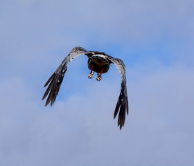 Southern Pale Chanting Goshawk