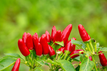 Jalapeno chillies on the Bush