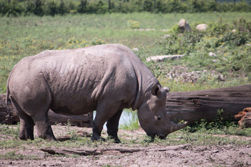 Obraz premium Black Rhino