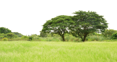 Wide angle view of big trees in the green field,natural or environmental concept.