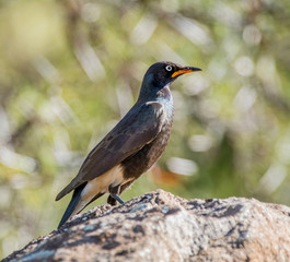 African Pied Starling