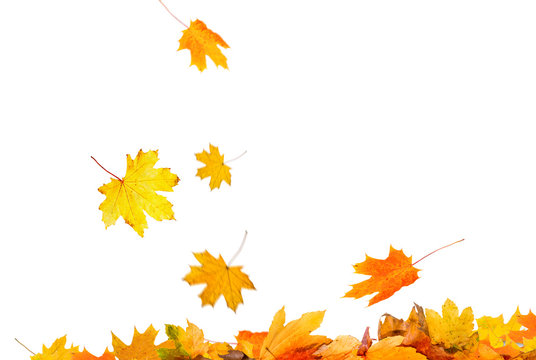 autumn leaves background