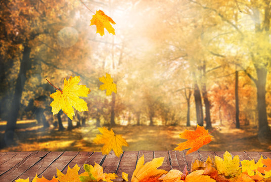 autumn trees background