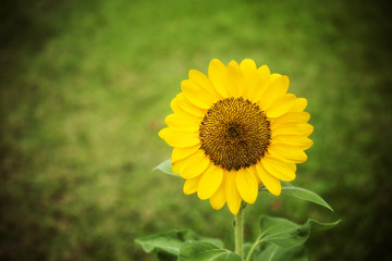 Fototapeta premium Beautiful flower sunflowers in the park.