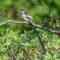 Pin-tailed Whydah