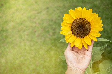 Bright yellow sunflower 