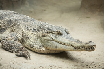 Crocodile closeup