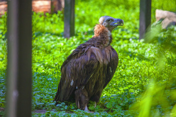big griffin standing in the grass
