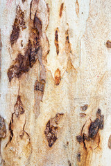 Texture of Eucalyptus bark tree. Abstract background.