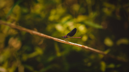 libellule sur branche