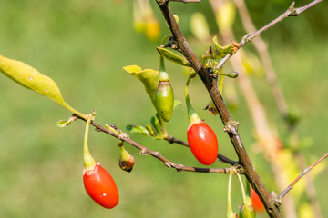 Goji berry, or wolfberry. Ripe berries on the branch. Closeup.  Lycium barbarum or Lycium chinense.