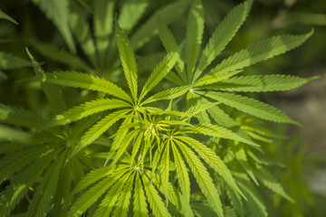 Fototapeta na wymiar green bush marijuana