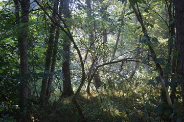 Atmosphärische Landschaftsaufnahme des Bayerischen Waldes 