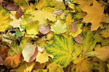 background of autumn leaves. Autumn background. Flat lay. Nature concept.
