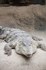 Crocodile