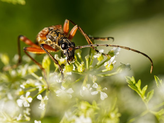 Black and Red Insect