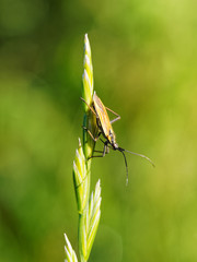 Small Insect