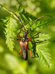 Black and Red Insect