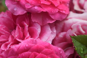 Zarte Rosenblätter in knalligem Pink mit Regentropfen als Symbol für die Liebe 