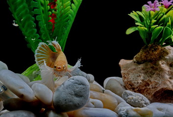 Fighting fish, Siamese fish, in a fish tank decorated with pebbles and trees, Black background.