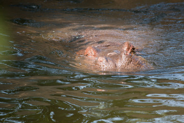 Fototapeta premium Going down