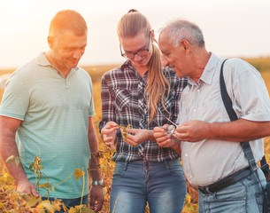Group of farmers standing in a field examining soybean crop before harvesting.