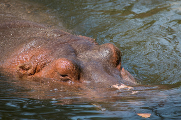 hippo closeup